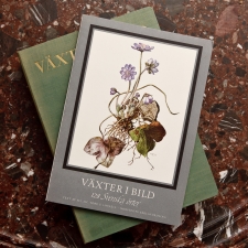 Collection of Botanical Prints, "Herbs of Sweden," Published 1958