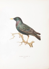 Series of Bird Lithographs by Magnus Von Wright,  Sweden, c. 1920